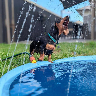 PET SPRINKLER PAD